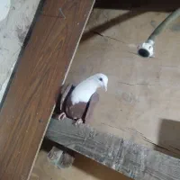 کبوتر کلاغ سیاه کربلائی