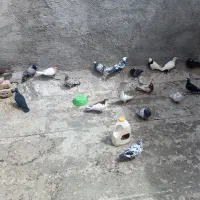 کبوتر