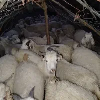 فروش کهره نر ماده کرکی|حیوانات مزرعه|بافت, |دیوار