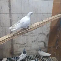 شیخ بلند گرد