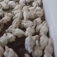 کارگر مرغداری گوشتی