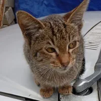 گربه ماده کوچولو