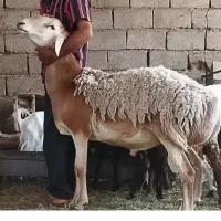 قوچ چینی