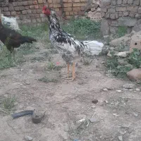 مرغ و خروس لاری