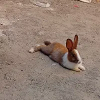 خرگوش خانگی