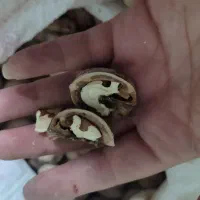 گردو محلی ،دشمن زیاری|خوردنی و آشامیدنی|شیراز, گلکوب|دیوار