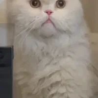 نر هستش فروشی نیست، فقط برای جفتگیری