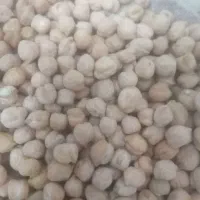 نخود دیم امسالی درشت کرمانشاهی