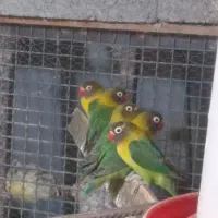 فروش طوطی عروس و طوطی برزیلی|پرنده|آستارا, |دیوار