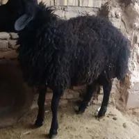 بره نر سام برای کشتار و برای قوچی|حیوانات مزرعه|گرمسار, |دیوار