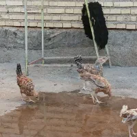 جوجه|حیوانات مزرعه|دزفول, |دیوار
