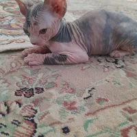 واگذاری گربه ی نژاد دار اسفینکس