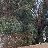 ۲۹۰متر چسب بافت سهیلیه زعفرانیه اقبالیه دولت آباد|فروش زمین و ملک کلنگی|کرج, گلشهر|دیوار