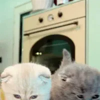 گربه اسکاتیش بریتیش مجموعه میولند|گربه|مشهد, الهیه|دیوار