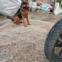 سگگ|سگ|کرج, آق تپه|دیوار