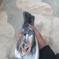 کفتر یا کبوتر