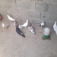 کبوتر پرشی|پرنده|مسجد سلیمان, |دیوار