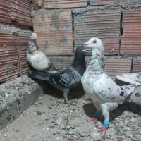 کبوتر رنگی فروش یکجایی