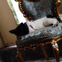 سگ شناسنامه دار|سگ|زاهدان, |دیوار