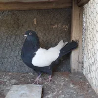 کبوتر سینه سیاه واکسی دو کت سفید ماده