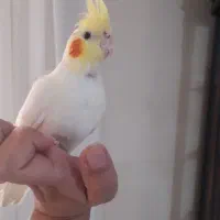 عروس هلندی گم شده مژدگانی هم دارد