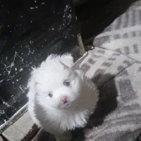 توله  پامرین ناز|سگ|اصفهان, شفق|دیوار