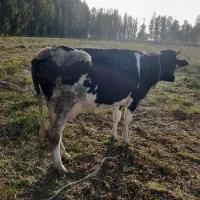 گاو شیری جوان