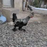 فروش جوجه خروس ۷ماهه سلطان|حیوانات مزرعه|پارس‌آباد, |دیوار