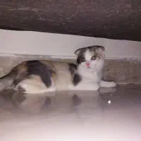 واگذاری توله گربه دورگه