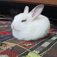 خرگوش مینیاتوری|موش و خرگوش|دزفول, |دیوار