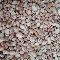 لوبیا چیتی  ایرانی کیلوی 200