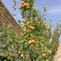 در-روستا-زمین-چهار-دیواری-180