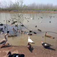 فروش گله غاز،بوقلمون،اردک اسرائیلی واردک پکنی|حیوانات مزرعه|چاف و چمخاله, |دیوار