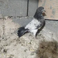 کبوتر تهرونی|پرنده|پاکدشت, کبودگنبد|دیوار