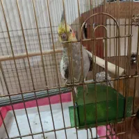 عروس هلندی