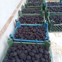 بوته تمشک اصلاح شده بدون خار|خدمات باغبانی و درختکاری|تولم شهر, |دیوار