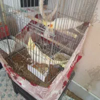 ۱ جفت لوتینو با دوتا جوجه ۳ ماهه دونخور