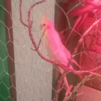 عروس هلندی|پرنده|هرند, |دیوار