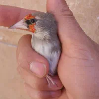 سهره نرگل قفل وماده شوربخون جفتی قناری