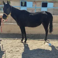 فروش یک عدد مادیون کلاسی و ارام