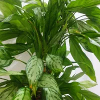 گل آگلونما|گل و گیاه طبیعی|بانه, |دیوار