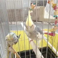 عروس هلندی|پرنده|پاکدشت, پاکدشت (مامازند)|دیوار