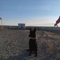 مالینویز بلک اورجینال|سگ|مشکین‌دشت, |دیوار