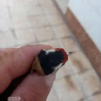 سه عدد سهره