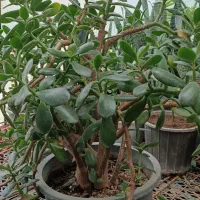 گل بنسای یشم ( گل ثروت)