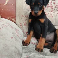 واگذاری روتوایلر