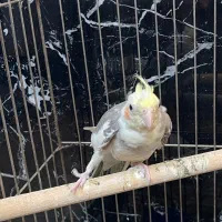 عروس هلندی نر|پرنده|قم, سعادتی|دیوار