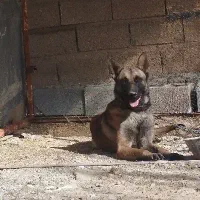 سگ مالینویز