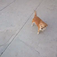 دوتا سگ|سگ|الوند, |دیوار