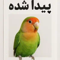 یه دونه طوطی برزیلی پیدا شده